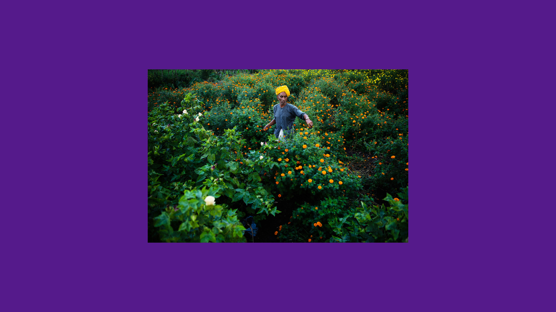 Regenerative Farms & Clothing